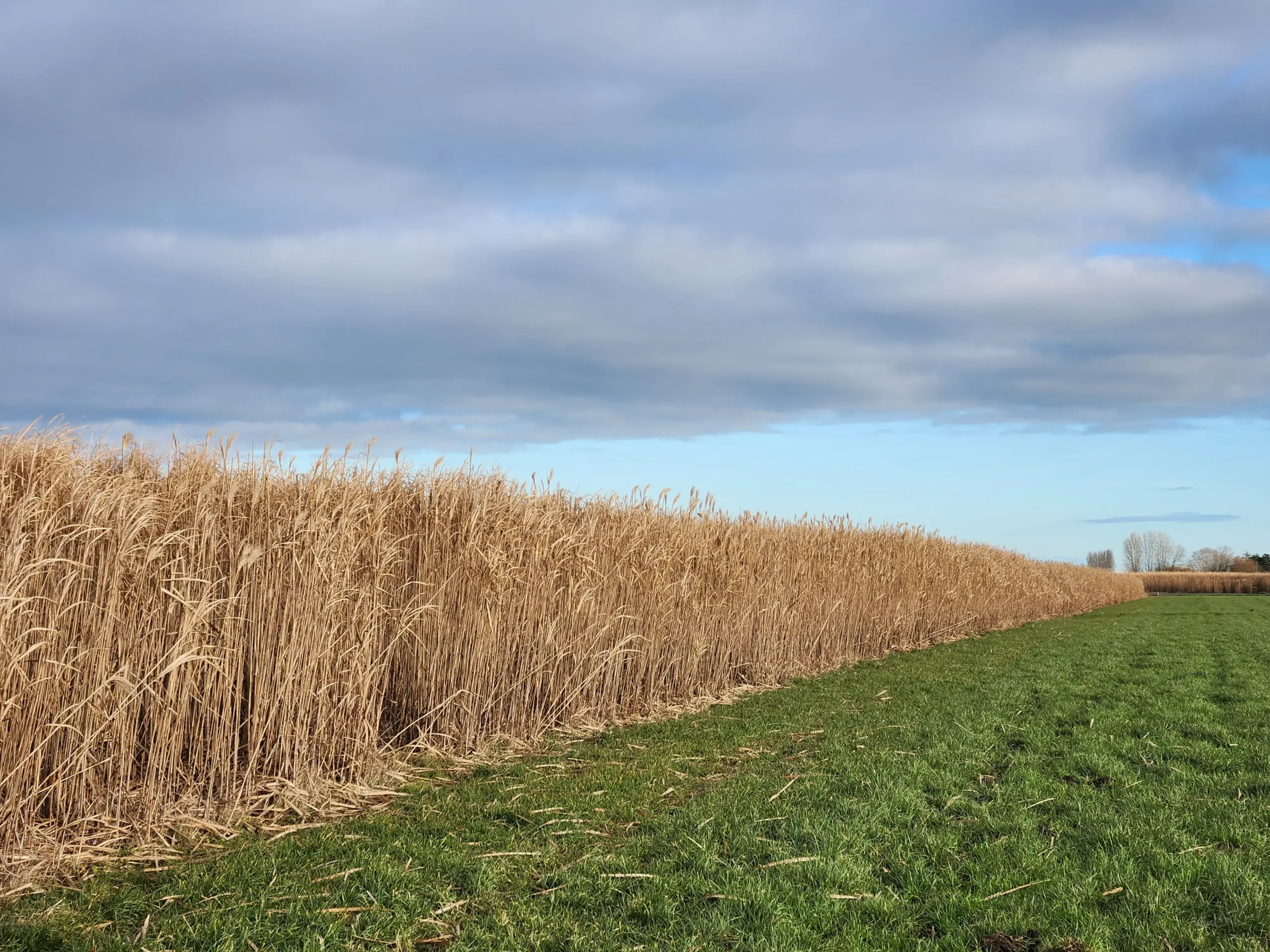 Diversification agricole : Après le houblon, place à la biomasse pérenne avec Agribiomix