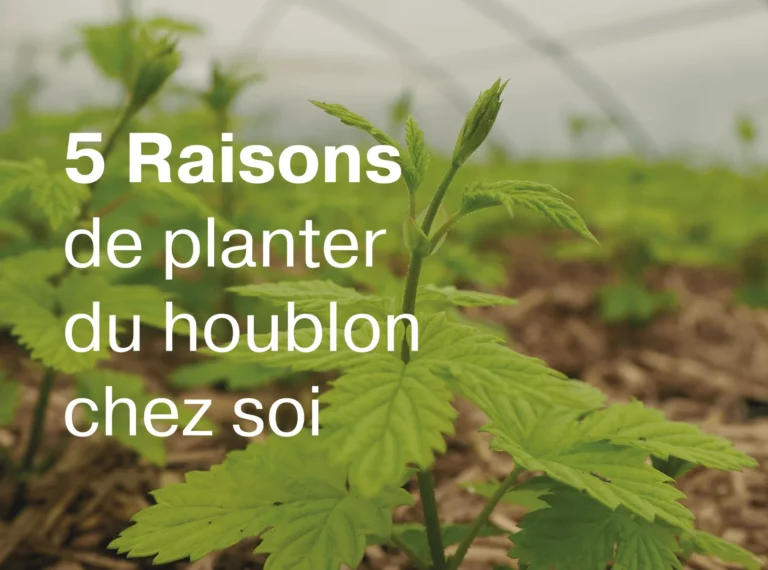 Article 5 raisons de planter du houblon chez soi