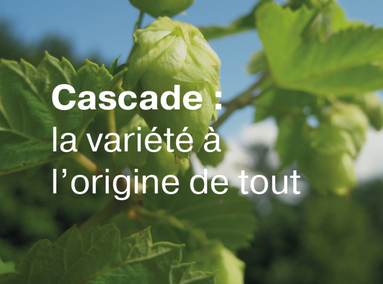 Article Cascade la variété à l'origine de tout