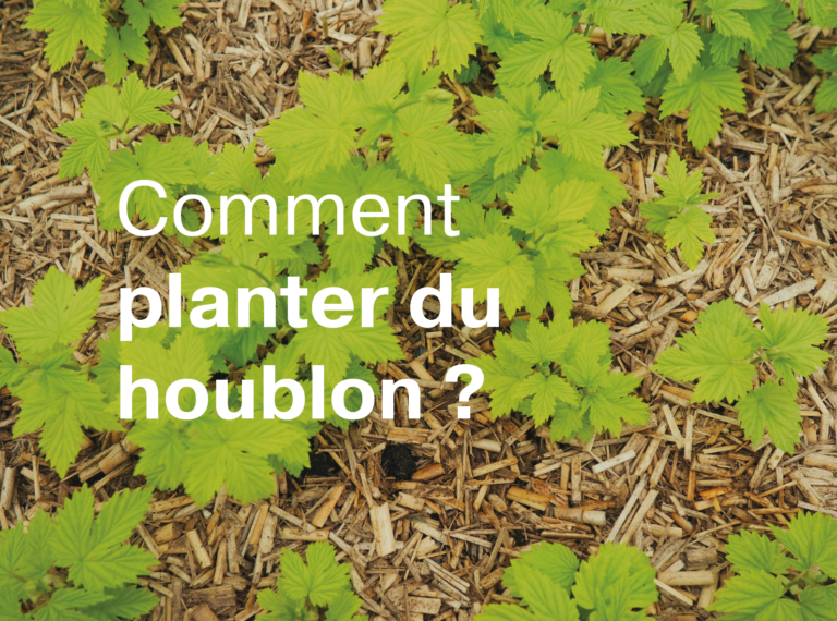 Article comment planter du houblon