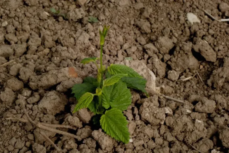 Photo d'une pouce d'un plant de houblon