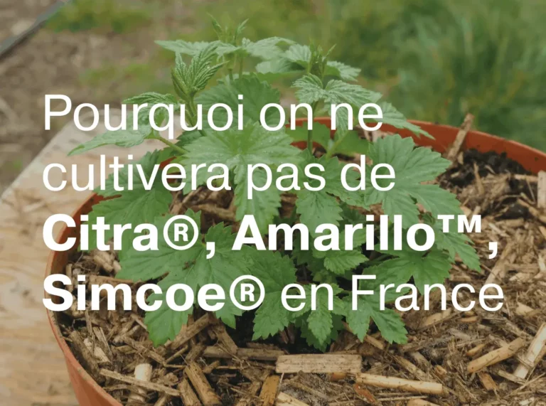 Article pourquoi on ne cultivera pas de variétés citra, amarillo, simcoe en France