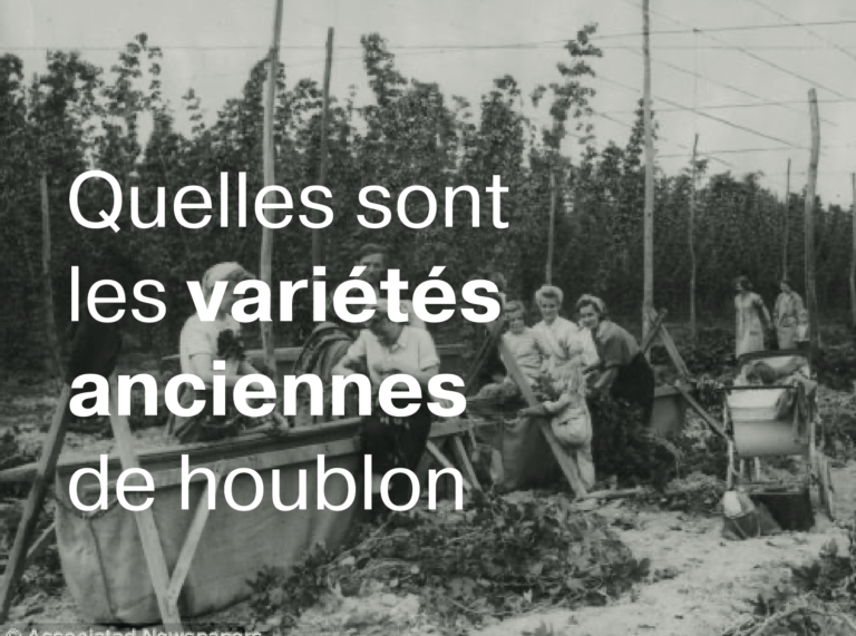 Photo ancienne d'une houblonnière