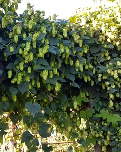 Close-up of ripe hop cones among the leaves