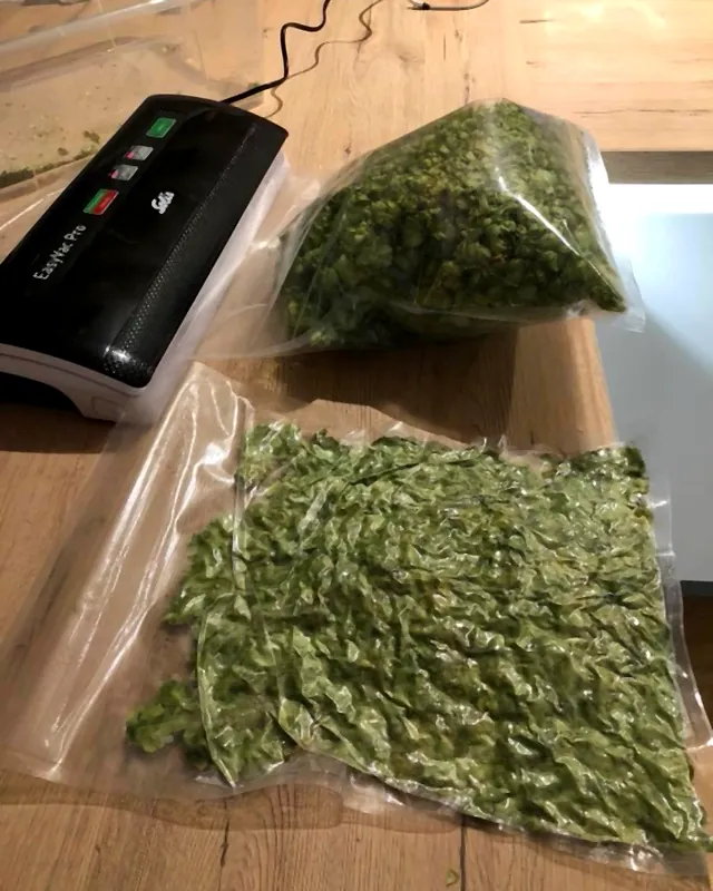 Harvested hop cones, vacuum-packed
