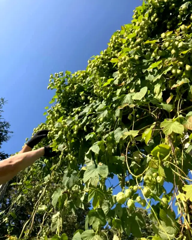Hand-picking cones at the top of the hop bines