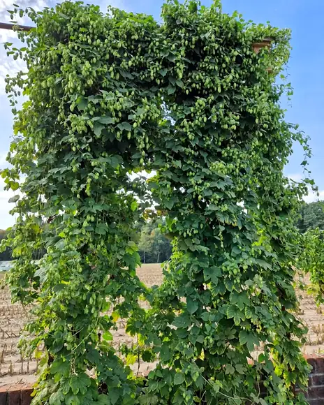 Hop arch covered in bines at the edge of a field