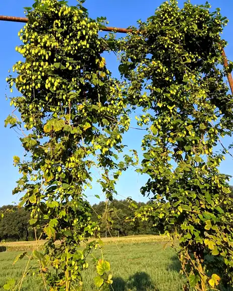 Two hop arches laden with cones in front of a meadow