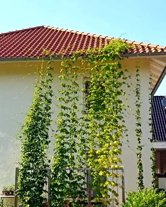 Hop bines climbing up the wall of a house