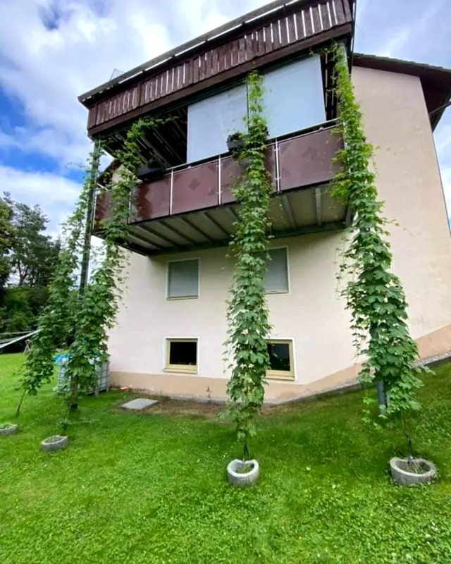 Hops trained up strings to the balcony of a house