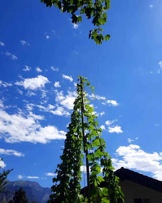 Hops climbing a tall pole, blue sky and mountains in the distance