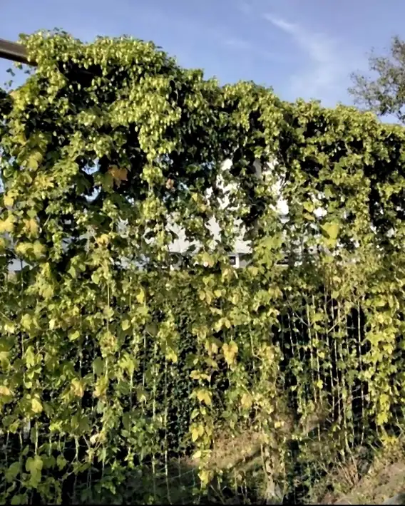 A golden wall of hops at the end of summer in a garden