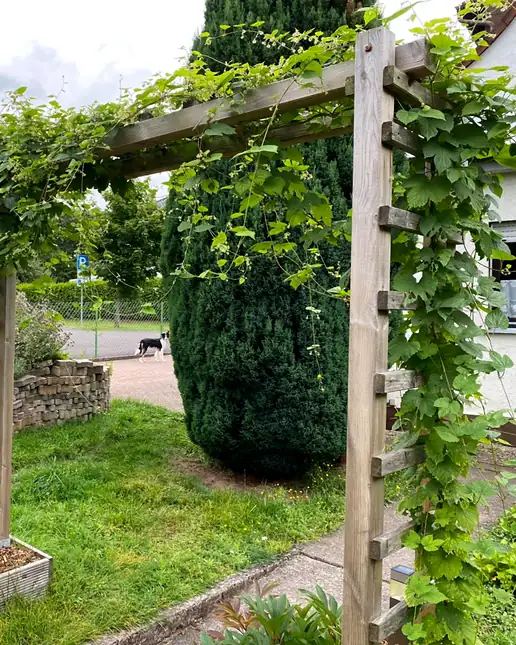 Wooden pergola covered in hops in a garden