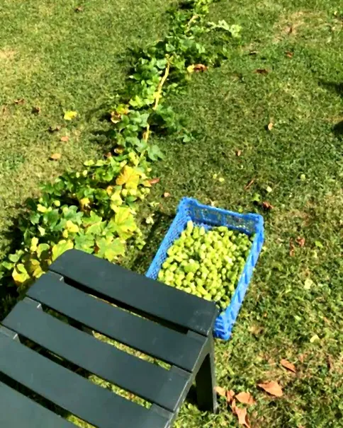Cut hop bines on the lawn and a crate of harvested cones