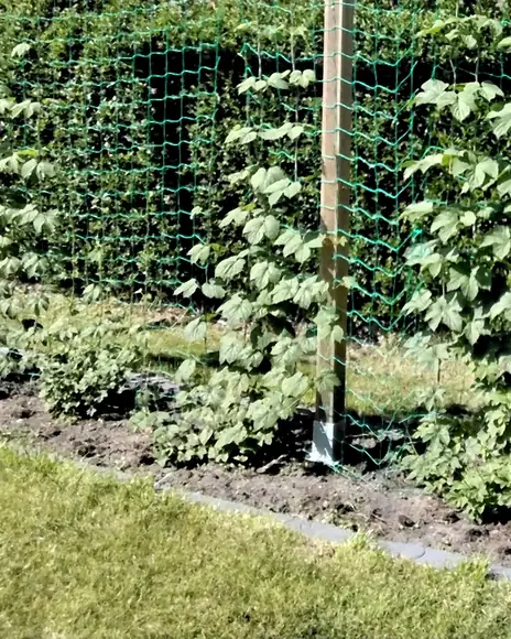 Young hop plants on a trellis net in a vegetable garden