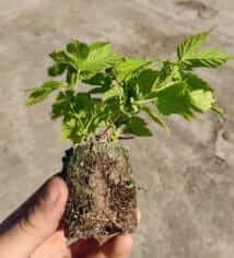 Photo jeune plant de houblon XXL