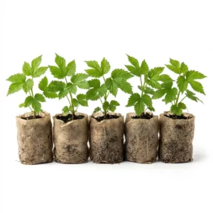 lot de plants de houblon