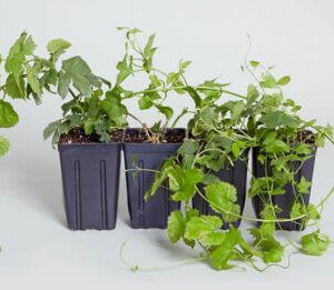 hop plant in pot