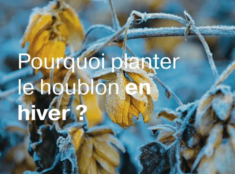 Article pourquoi planter le houblon en hiver